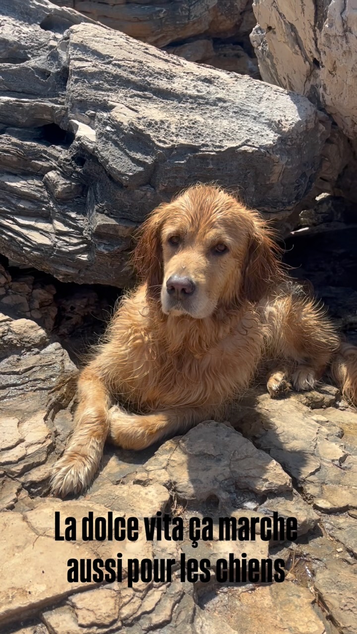 La #dolcevita, ça marche aussi pour les chiens 
Dolce Vita works for dogs too
La bella vita funziona anche per i cani  #goldenretriever #salento #italy #italia